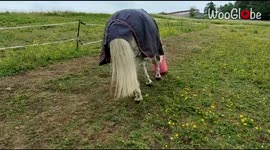 'Silly pony trying to fit his head in a food bucket '