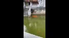 The strange and rare moment when hundreds of goldfish swim in a circle makes viewers surprised in Vietnam