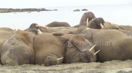Pile of walruses seen huddling for warmth on 'Blubber Town' beach in Arctic