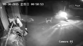 Dog killer uses poison dart to steal dog