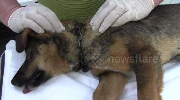 DOG mistreated in Romania