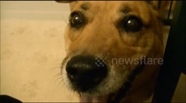 Trembling  Rescue dog Terrified of Thunder-(Video)