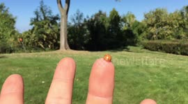 Ladybugs taking flight in slow-motion