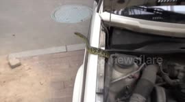 Firemen hunt snake inside police car in China