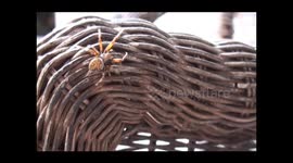 Orb-weaver spider (Araneidae)