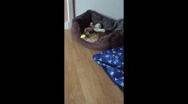 Bella & Gracie #puppylove