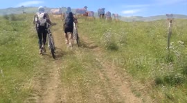 Floock of Cow and boy in bike