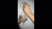 temp