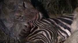 Lions eating a zebra