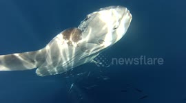 Underwater footage shows Sunfish with large boat injury