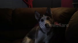 Husky Sings Along to Sanford and Son