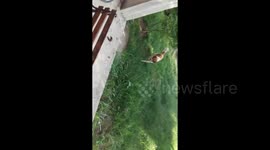 100% blind dog walk like he see normally!