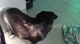 Puppy chasing her tail