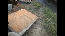 DIAMONDBACK WATERSNAKE NON VENOMOUS SCARES ITSELF