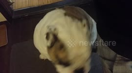 Dog does Wookiee Chewbacca impression on demand