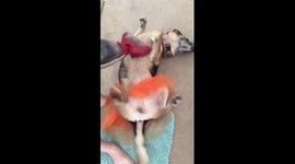 Shepherd in tutu, getting vacuumed.... And loving it!!!!