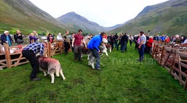 Pack of Hounds fly over wall at the Wasdale Show  