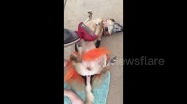 Dog wearing a tutu is vacuumed
