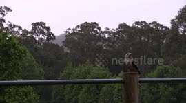 Australian Kookaburra clicks beak while shaking off rain.
