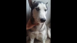 Husky tickle when i petted him.