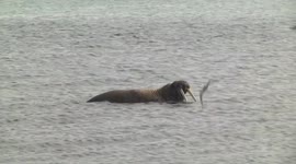 Adult Walrus watches us cautiously from the safety of the sea at Smeerenburg
