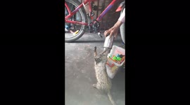 Residents of northern India rescue stray cat with head stuck in flask