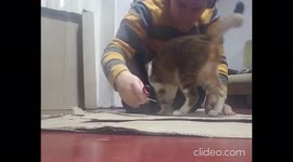 Annoying funny  cat who loves cuddle