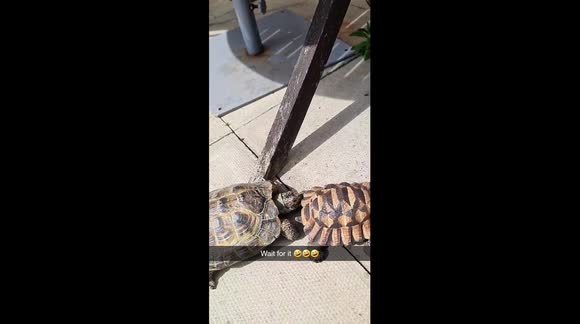'Confused' tortoise attempts to mate with plastic counterpart