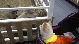 Small Dog at show wants to play but Pygmy Goat only wants to eat