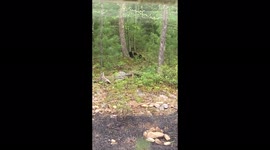 Momma bear nursing her young near by, I was so excited I had a hard time standing still to film it!