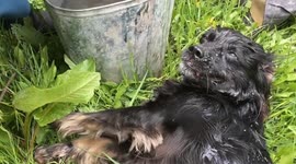 Firefighters resuscitate unconscious dog trapped in house fire