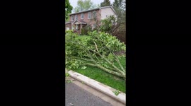 Trees down everywhere after storm hit Canada's Southern Ontario