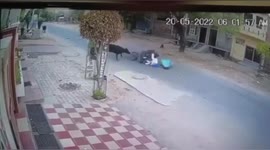 The stray cow killed school principal in Punjab