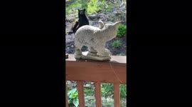 Mother bear nursing her 2 cubs in my garden on a hot day. What a beautiful sight to see. I feel blessed!