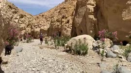 The goat kingdom in the one famous Wadi of Jordanie.