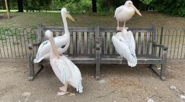 Pelicans relax on a park bench in London