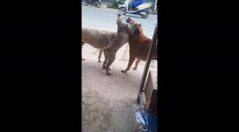 Puppies are happy and excited to see their parents again