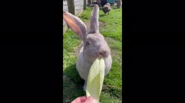 A beautiful rabbit happily chewing lettuce