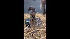 Cutest baby emu beside another emu egg
