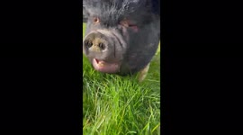 Oreo the friendly pot bellied pig
