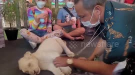 Shocking moment handler SLAPS lion cub to make it pose for pictures in Thai shopping mall