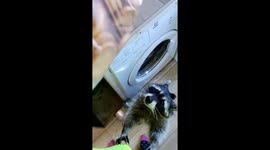 Raccoons are asking for their favorite treat - cookies!