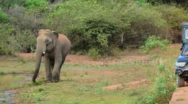 Thirsty elephant drinks water from pond, strolls around tourist jeeps in Sri Lanka
