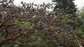 'Garden city of India' hosts a flock of birds that acts as an oasis for the city's biodiversity.