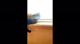 Cat inside house on Windowsill watching Active birds in Northeast Pennsylvania