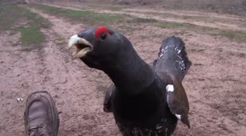 Russian man defends himself from aggressive capercaillie
