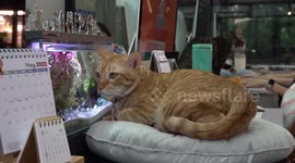 Boss who cured depression by rescuing a kitten brings 10 cats to live in office