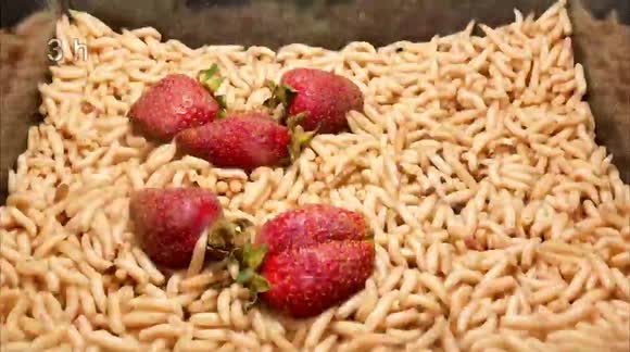 Stomach-churning timelapse shows maggots devouring different foods