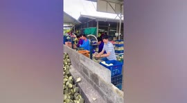 Workers skin pineapples within seconds using mechanical peelers