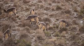 Rock Sheep In Jiuquan, Gansu, China